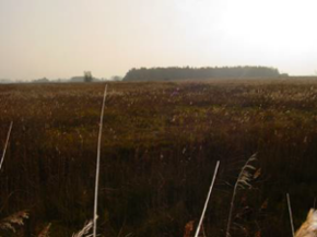 Foto: Dyhrrsenmoor II Foto: Dyhrrsenmoor II