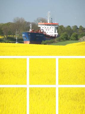 Schiff auf dem NOK mit einem in blüte stehenden Rapsfeld im Vordergrund Schiff auf dem NOK mit einem in blüte stehenden Rapsfeld im Vordergrund