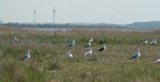 Das Bild zeigt eine Silbermöwenkolonie auf dem Pagenwerder Das Bild zeigt eine Silbermöwenkolonie auf dem Pagenwerder