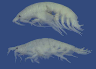 Das Bild zeigt eine Großaufnahme einer Art der Crustaceen-Familie