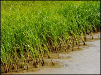 Gewaesserökologie BS-Logo Gewaesserökologie BS-Logo