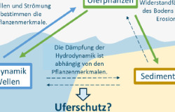 Projekt tibass - Untersuchung der Wechselwirkungen zwischen Pflanzenmerkmalen und Standortfaktoren