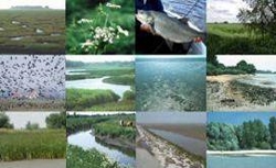 Umsetzung FFH Richtlinie Umsetzung FFH Richtlinie