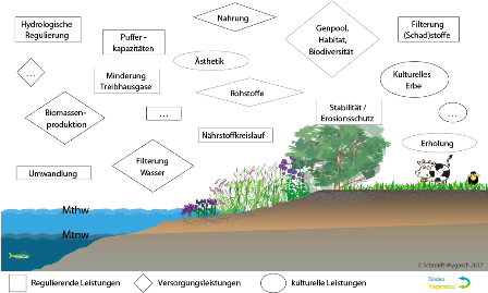 Das Bild zeigt Beispiele von ÖSL von Uferböden und -vegetation